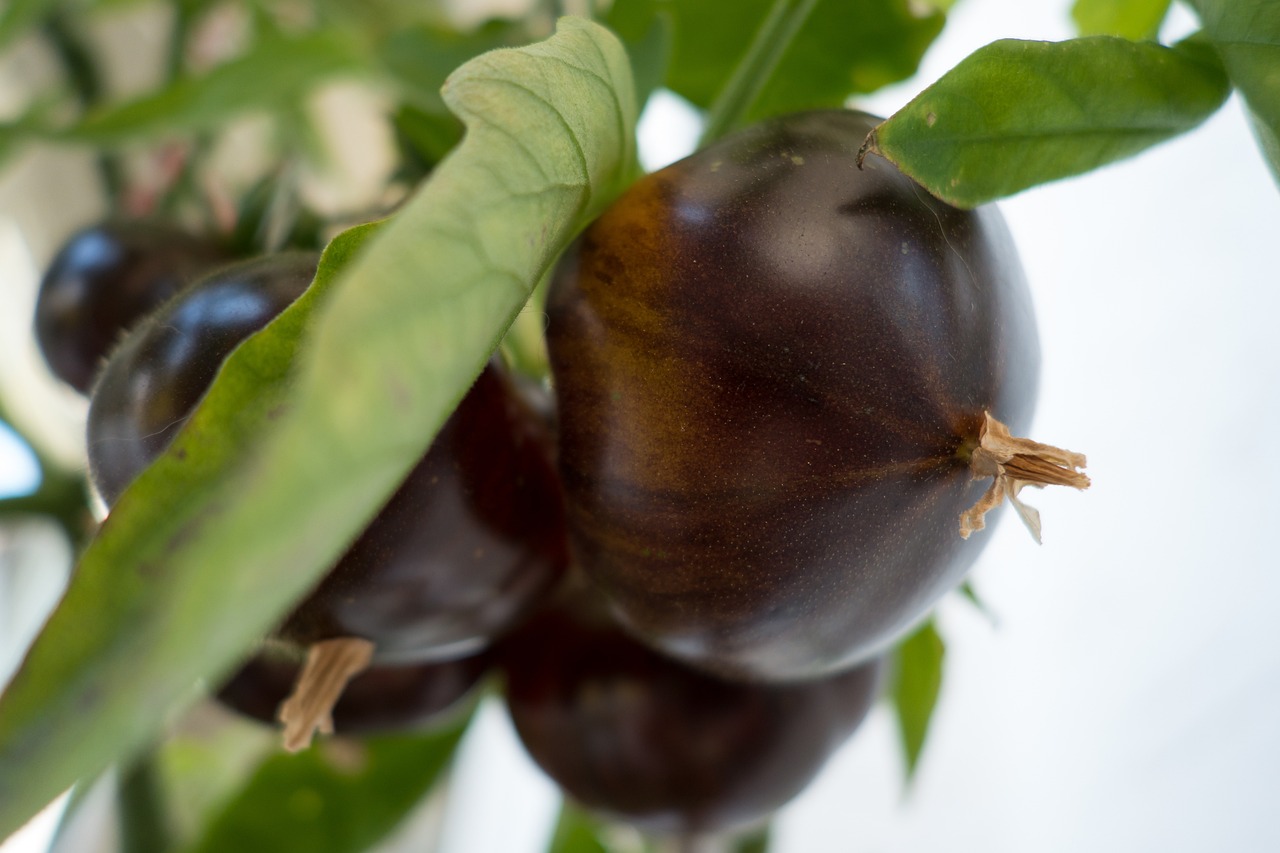 Grow Big, Juicy Tomatoes in Your Backyard